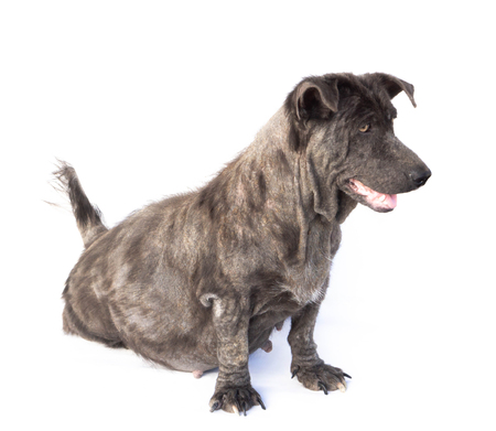 Dog sick leprosy skin problem with pregnant on white backgroundの写真素材