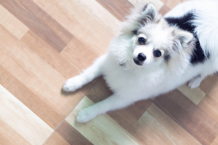 Closeup face of puppy pomeranian looking at camera, dog healthy concept, selective focusの写真素材