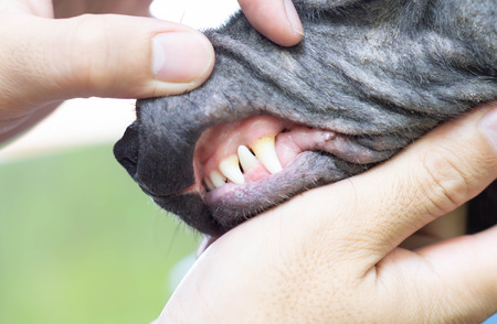 Closeup teeth of dog with tartar, pet health care concept, selective focusの写真素材