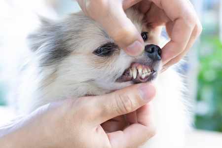 Closeup teeth of pomeranian dog with tartar, pet health care concept, selective focusの写真素材