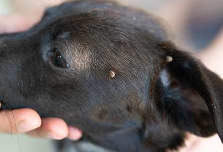 Closeup big tick parasite on face dog skin, selective focusの写真素材