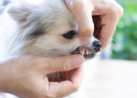 Closeup teeth of pomeranian dog with tartar, pet health care concept, selective focusの写真素材