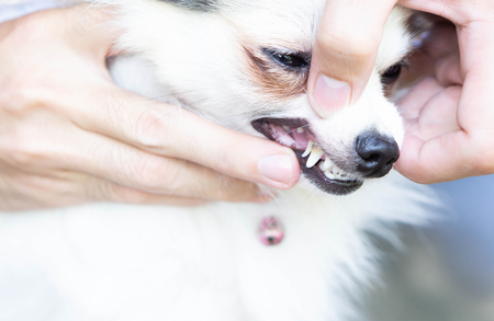 Closeup teeth of pomeranian dog with tartar, pet health care concept, selective focusの写真素材