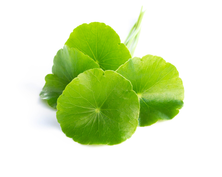 Closeup leaf of Gotu kola, Asiatic pennywort, Indian pennywort on white background, herb and medical conceptの写真素材