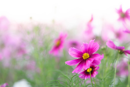 Closeup beautiful pink cosmos flower in the field with sunlight at morning, selective focusの写真素材