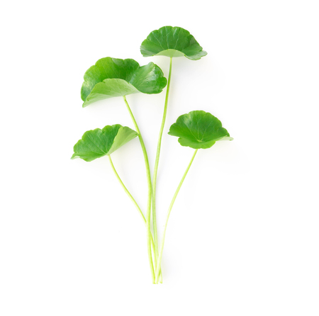 Closeup leaf of Gotu kola, Asiatic pennywort, Indian pennywort on white background, herb and medical conceptの写真素材