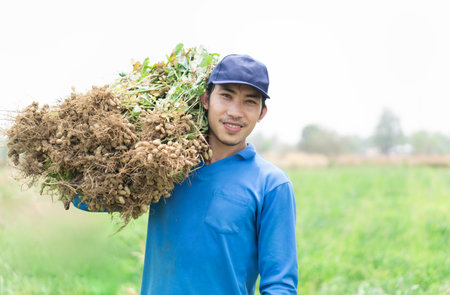 Closeup gardener man holding fresh raw peanut with happy face in the green field, selective focusの写真素材