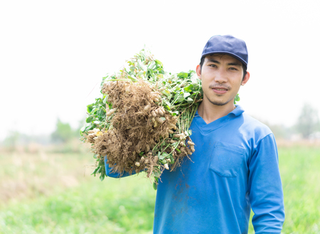 Closeup gardener man holding fresh raw peanut with happy face in the green field, selective focusの写真素材
