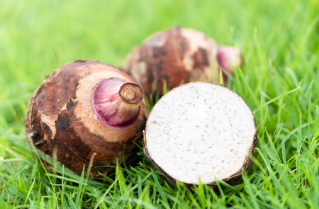 Close up taro root with sliced on green grassの写真素材