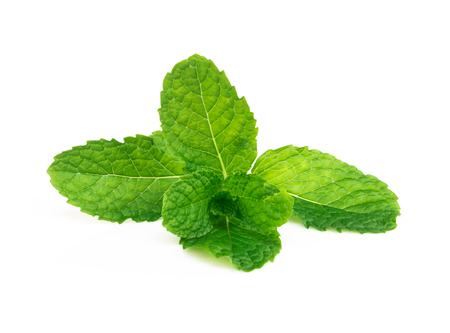 Fresh green mint leaves isolated on white background, Herb and medical conceptの写真素材
