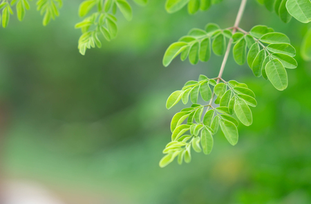 Closeup young moringa leaves branch, herb and medical conceptの写真素材
