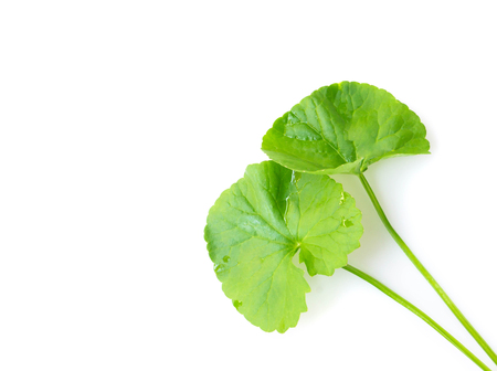 Closeup leaf of Gotu kola, Asiatic pennywort, Indian pennywort on white background, herb and medical concept, selective focusの写真素材