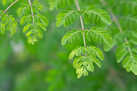 Closeup young moringa leaves branch, herb and medical conceptの写真素材