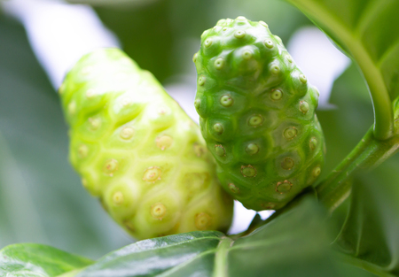 Closeup fresh noni or morinda citrifolia fruit on branch, selective focusの写真素材
