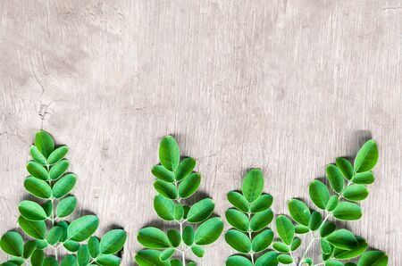 Closeup top view moringa leaves branch, herb and medical conceptの写真素材