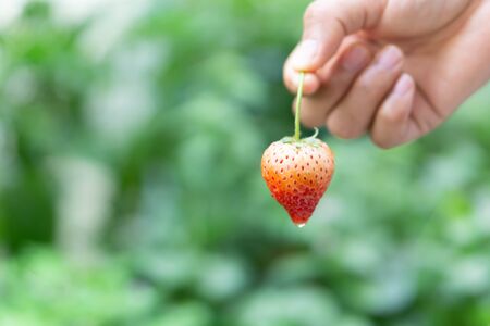 Hand holding fresh strawberry with green nature background, selective focusの写真素材