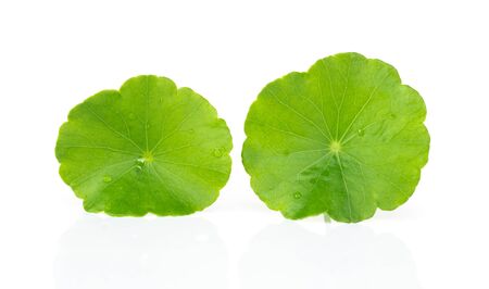 Closeup leaf of Gotu kola, Asiatic pennywort, Indian pennywort on white background, herb and medical concept, selective focusの写真素材
