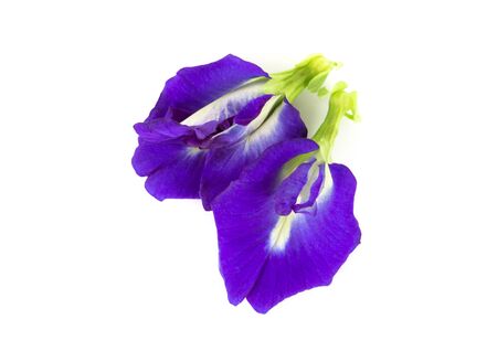 Butterfly pea flower on white background, herb and medical conceptの写真素材