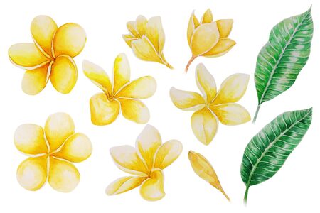 Set of plumeria or frangipani tropical flower with watercolor illustrationの写真素材