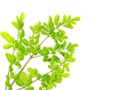 Closeup young moringa leaves branch, herb and medical conceptの写真素材