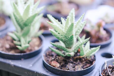 Closeup succulent plant in pot for docoration with vintage tone, selective focusの写真素材