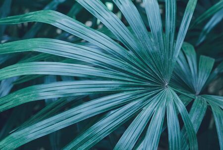 Closeup tropical palm leaf background texture, vintage color toneの写真素材