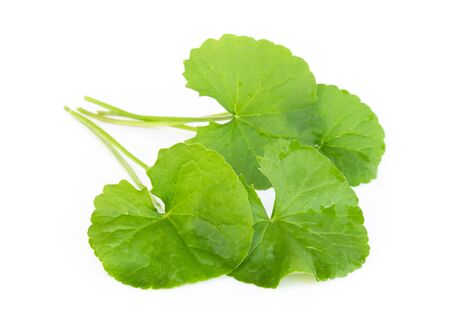 Closeup leaf of Gotu kola, Asiatic pennywort, Indian pennywort on white background, herb and medical concept, selective focusの写真素材