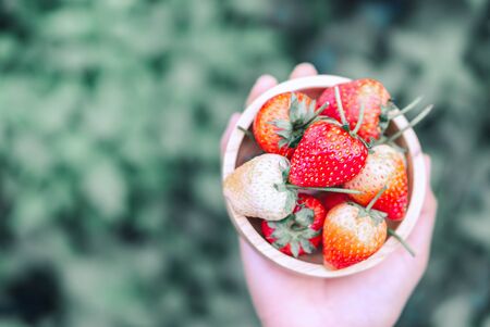 Hand holding fresh strawberry in wood bolw with green nature background, selective focusの写真素材