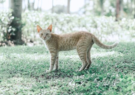 Closeup beautiful tabby cat standing in the blooming meadow, Domostic cat in the gardenの写真素材