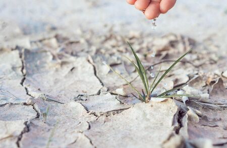Woman watering  seedlings are growing from arid soil with morning sun is shining, concept of global...