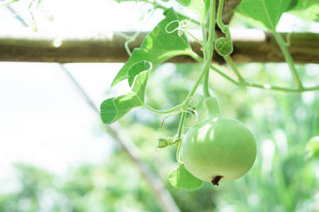 Closeup green bottle gourd or calabash gourd on branch, selective focusの写真素材