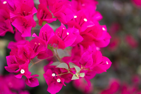 close up of beautiful fuchsia pink and red Bougainvillea flowers with green backgroundの写真素材