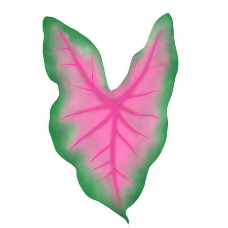 Caladium leaf plant, Digital illustration isolated on white backgroundの写真素材