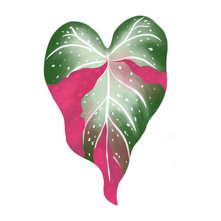 Caladium leaf plant, Digital illustration isolated on white backgroundの写真素材