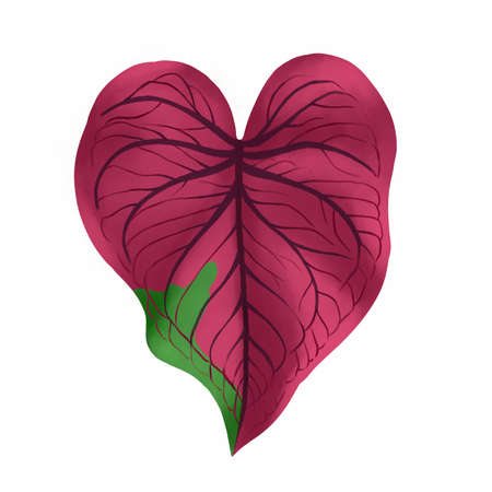Caladium leaf plant, Digital illustration isolated on white backgroundの写真素材