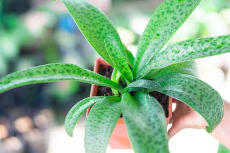 Closeup woman hand holding green drimiopsis botryoides baker with nature background, selective focusの写真素材