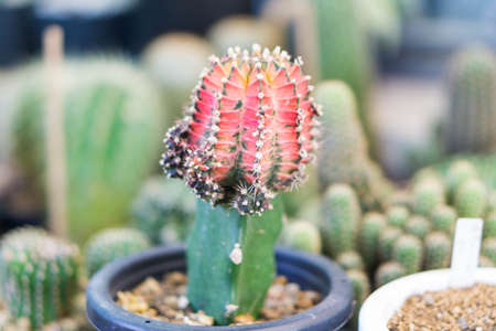 Closeup ruby ball or grafted cactus in greenhouse plant, Selective focusの写真素材