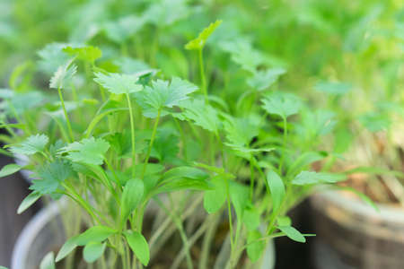 Closeup green coriander vegetable plant in plastic glass, Selective focusの写真素材