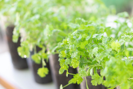 Closeup green coriander vegetable plant in plastic glass, Selective focusの写真素材