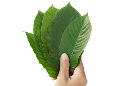 Hand holding Green Mitragyna speciosa Korth Leaves (Kratom) isolated on white background, Health Care and Midical Conceptの写真素材