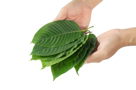 Hand holding Green Mitragyna speciosa Korth Leaves (Kratom) isolated on white background, Health Care and Midical Conceptの写真素材
