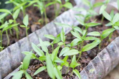 Closeup young sprout chilli with green leaves growing plant  from plastic bottle recycle, Healthy food concept, Selective focusの写真素材