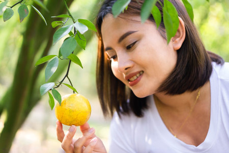 Close up Woman Hand and Oranges in Orange Farm with Beautiful field in morning.の写真素材
