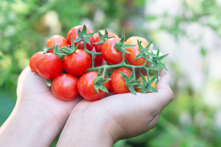 Closeup hand holding tomatoes on branch in vegetable farm with smile face and happy feeling for healthy food concept, vintage color tone, selective focusの写真素材
