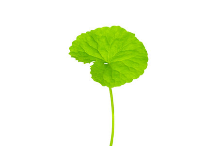 Closeup leaf of Gotu kola, Asiatic pennywort, Indian pennywort on white background, herb and medical...