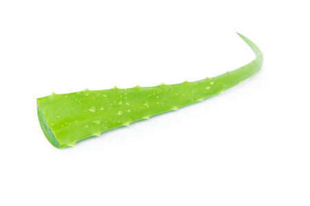 Aloe vera with slice isolated on white background, herb and medicalの写真素材