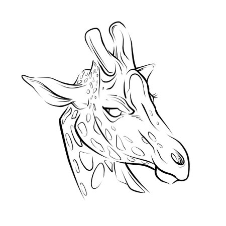 Giraffe Head hand drawn illustrationのイラスト素材