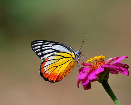 Butterfly sucking nectarの写真素材