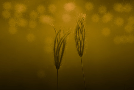 grassflower and backgroundの写真素材