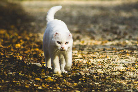 White cat without ears for a walk in the park